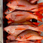 Red Snapper Small Sizes