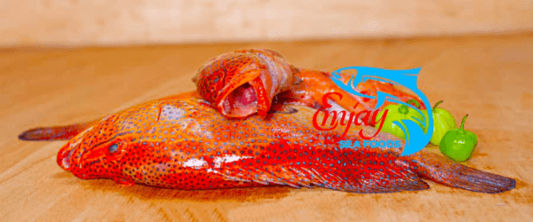 Canadian Grouper