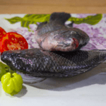 Tilapia