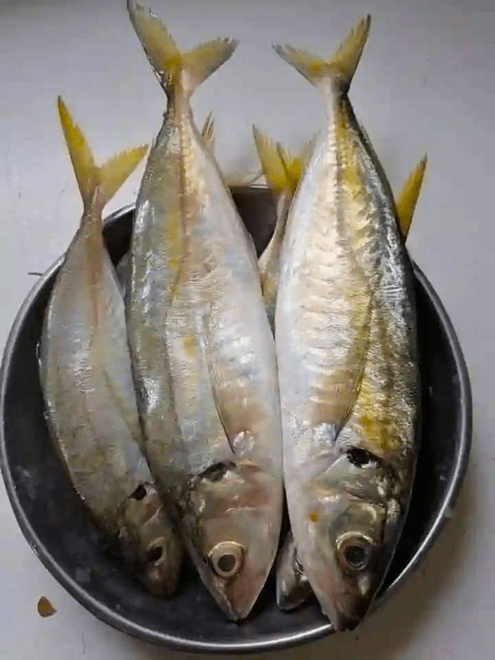 Jack Mackerel/Zipper Fish