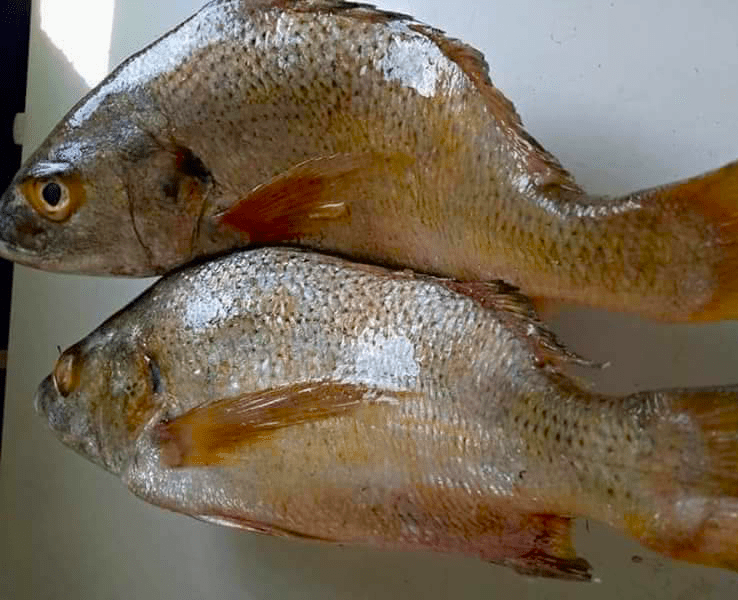 Nile Perch
