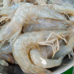 Shrimps with Shells Big Size