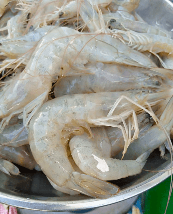 Shrimps with Shells Big Size