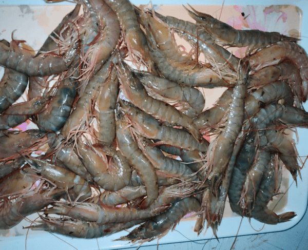 Shrimps with Shells Big Size - Image 2