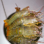 Lobster