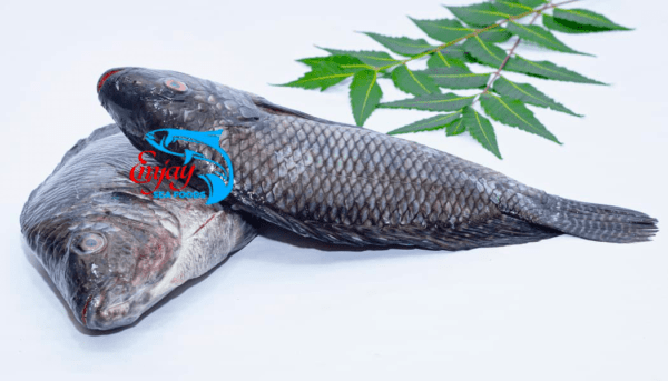 Tilapia - Image 2
