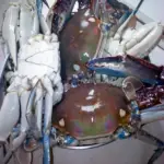 King Crabs