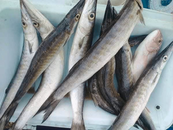 Barracuda