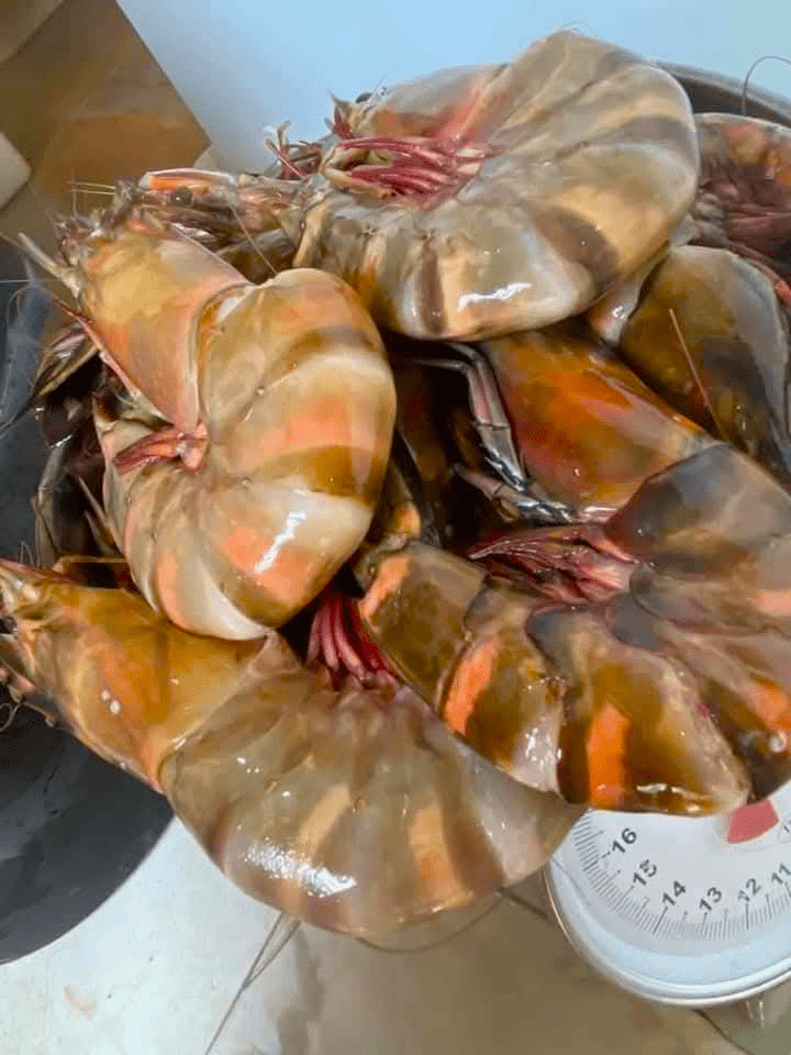 Jumbo Prawns
